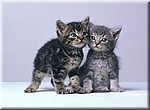 piti chatons tros mimi